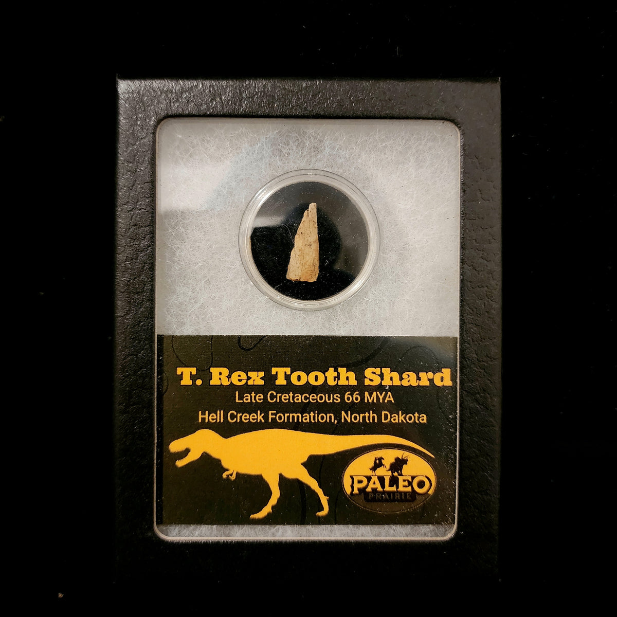 T. rex Tooth Fragments in Riker Box — Hell Creek Formation, North Dakota (66 MYA)