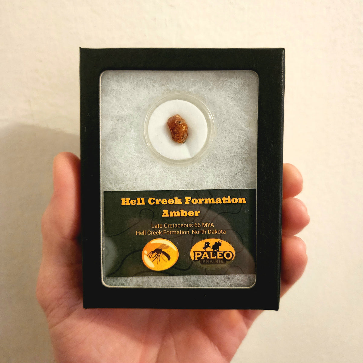 Paleo Prairie fossil amber Riker box from the Hell Creek Formation, North Dakota