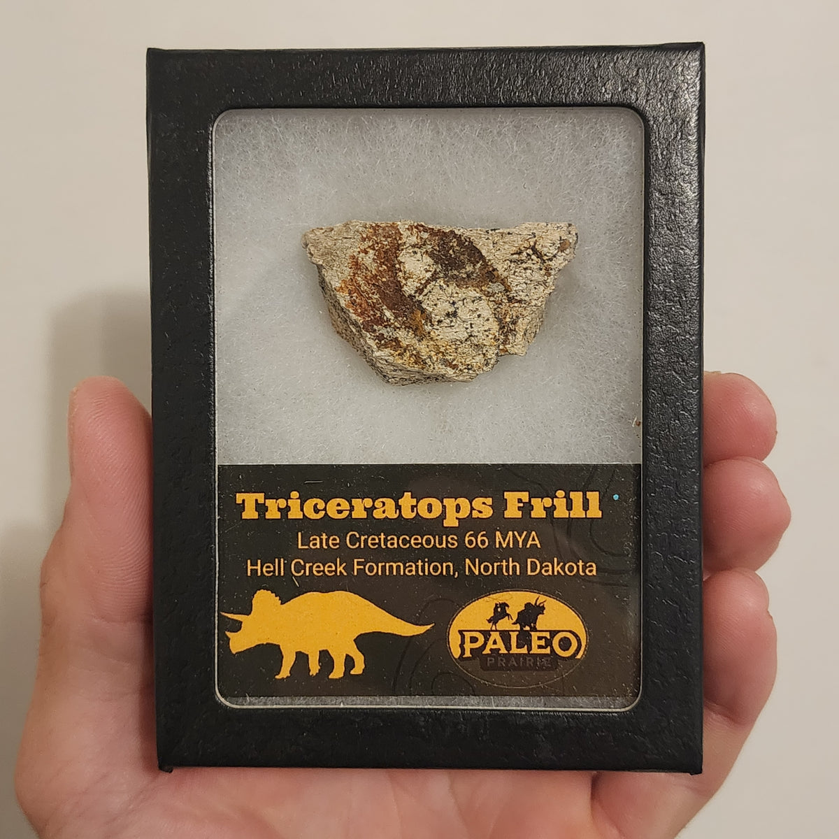 Real Triceratops frill fossil from North Dakota, 66 million years old