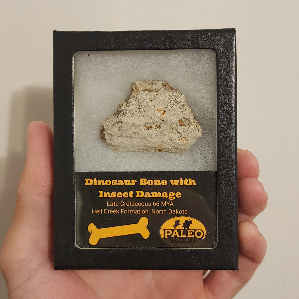 Close view of insect tunnels and bite marks on a Hell Creek dinosaur bone, Specimen A