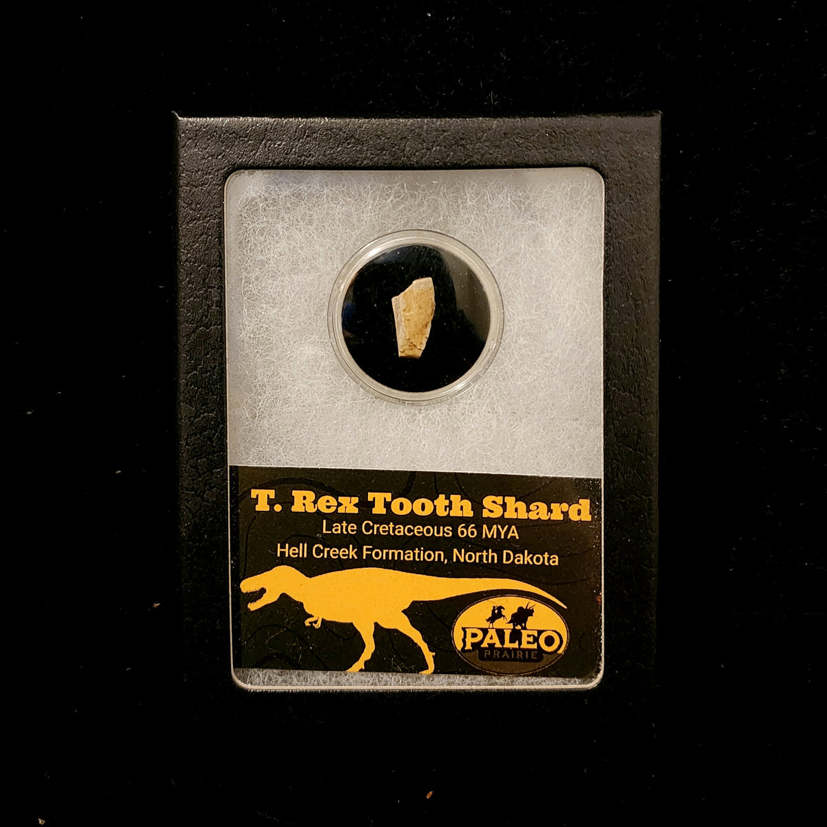 T. rex Tooth Fragments in Riker Box — Hell Creek Formation, North Dakota (66 MYA)