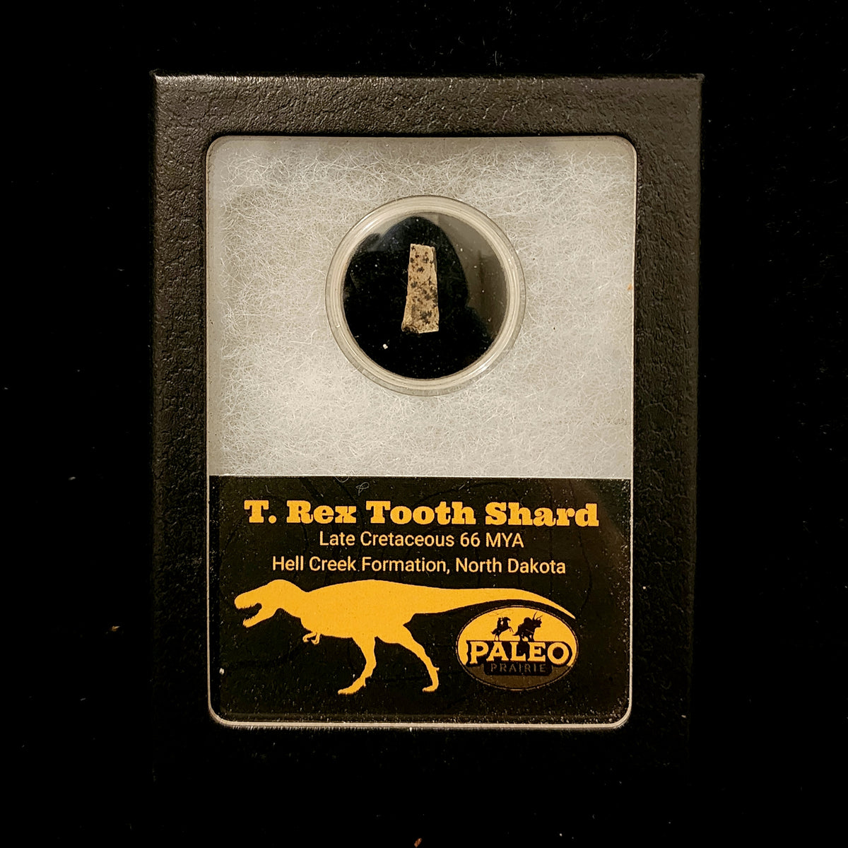 T. rex Tooth Fragments in Riker Box — Hell Creek Formation, North Dakota (66 MYA)