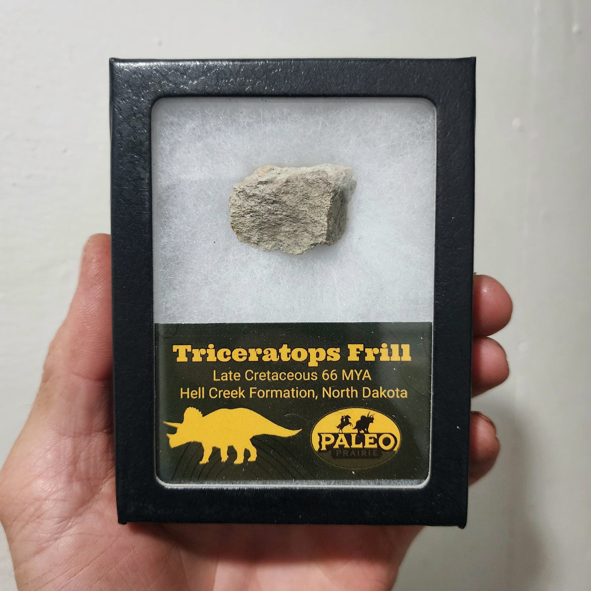 Triceratops Frill Fragment in Riker Box — Hell Creek Formation, North Dakota (66 MYA)