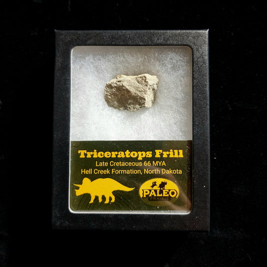 Triceratops Frill Fragment in Riker Box — Hell Creek Formation, North Dakota (66 MYA)