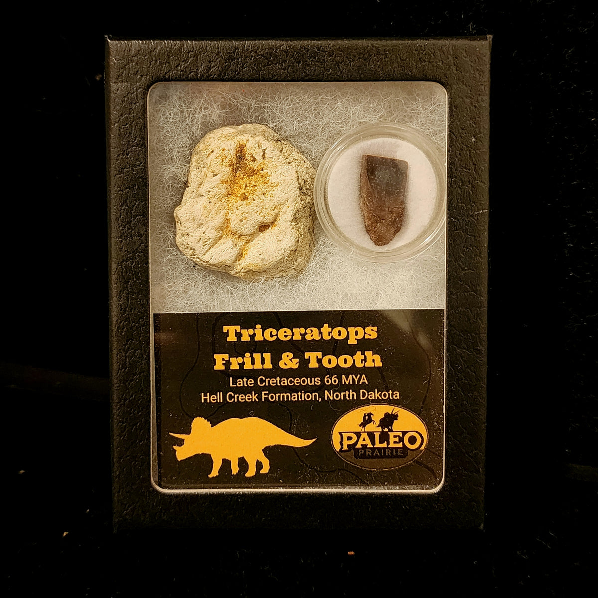 Triceratops frill fragment and tooth fossil set in a Riker box