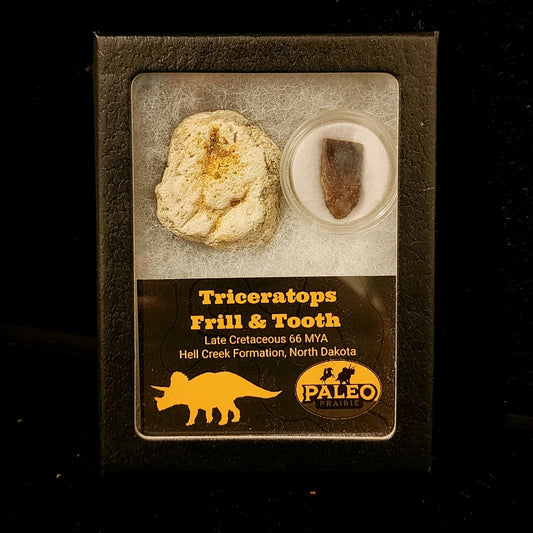 Triceratops frill fragment and tooth fossil set in a Riker box