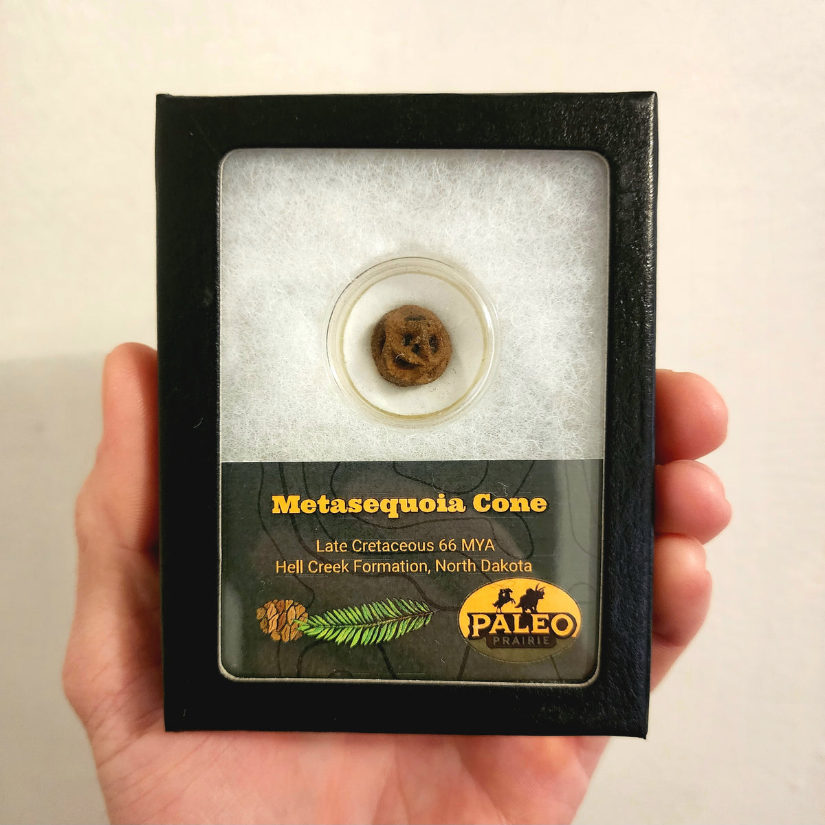 Three-dimensional fossil Metasequoia cone, 66 million years old