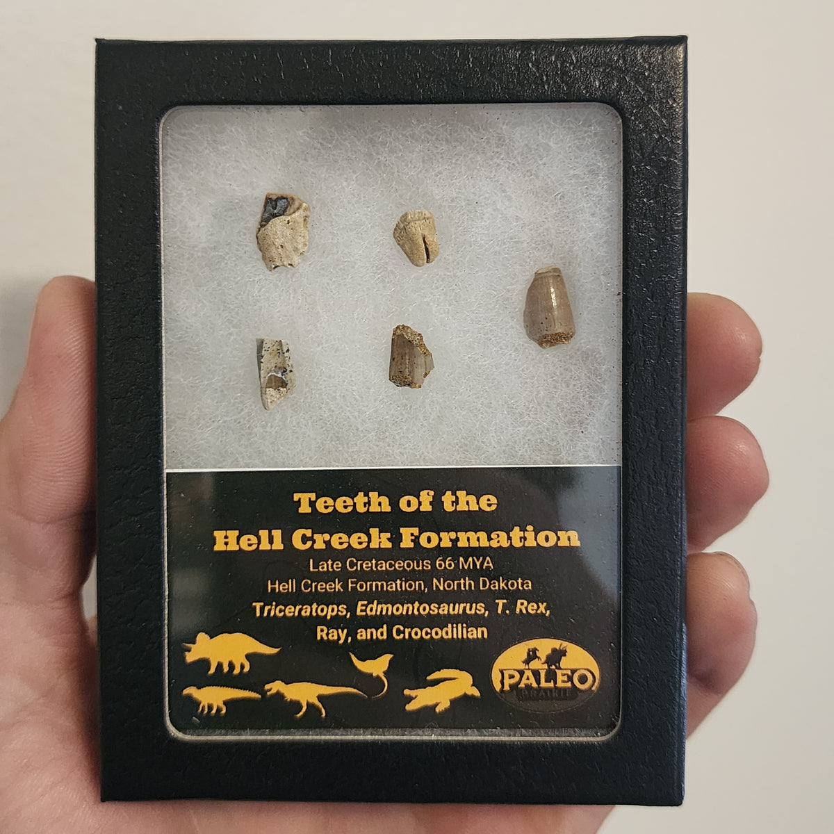 Real dinosaur and crocodilian teeth from North Dakota, 66 million years old