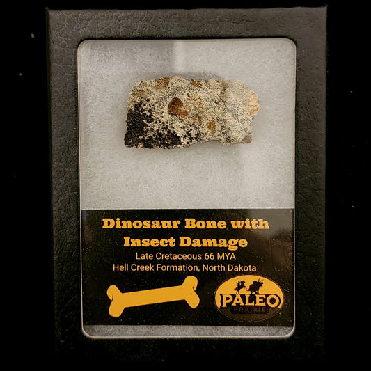 Dinosaur bone fragment with insect damage, Specimen B, Hell Creek Formation