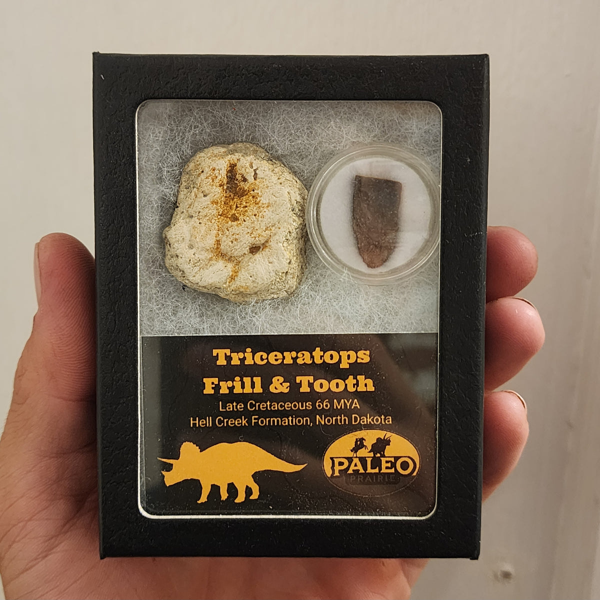 Real Triceratops frill and shed tooth from the Hell Creek Formation, North Dakota