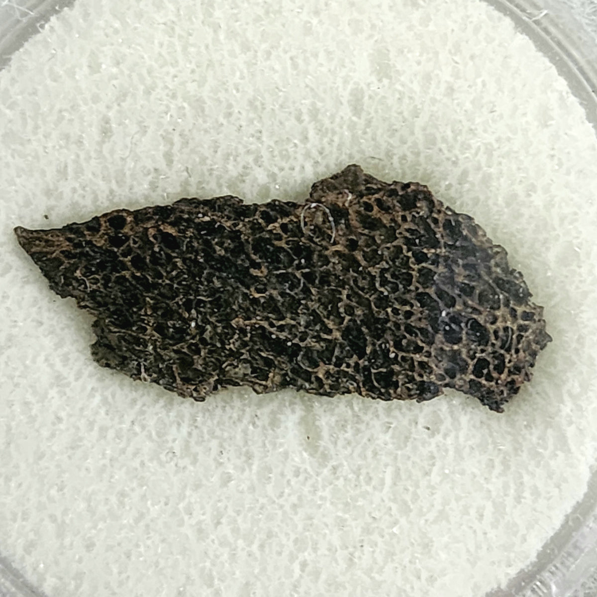 Real cut dinosaur bone fossil from North Dakota, 66 million years old