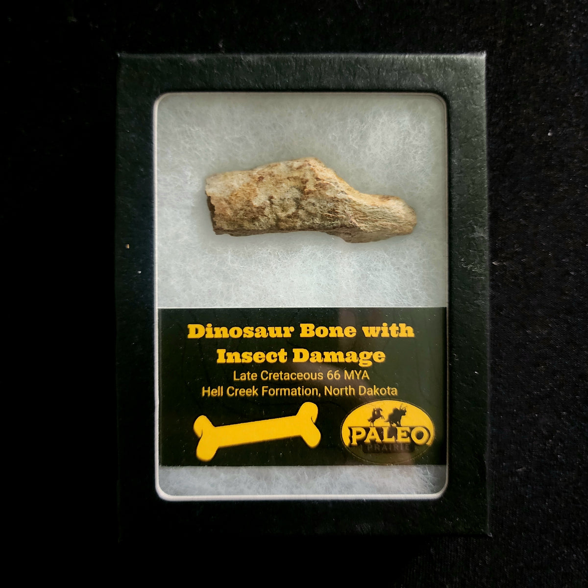 Dinosaur bone fragment with insect damage, Specimen C, Hell Creek Formation