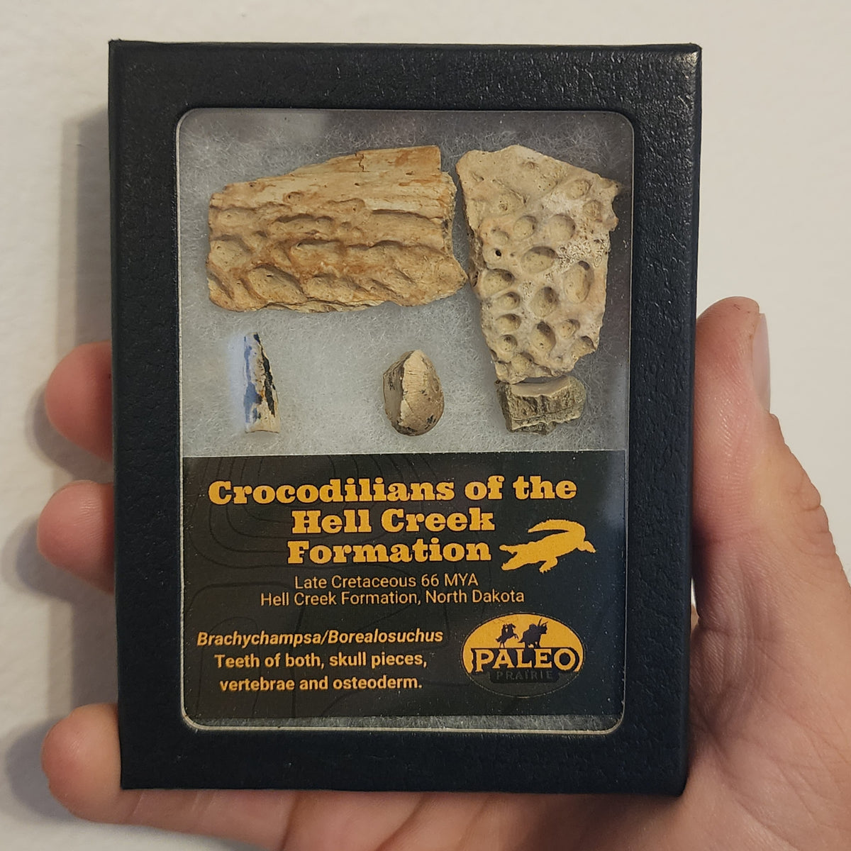 Brachychampsa and Borealosuchus crocodile fossils displayed in a black Riker box with Paleo Prairie label