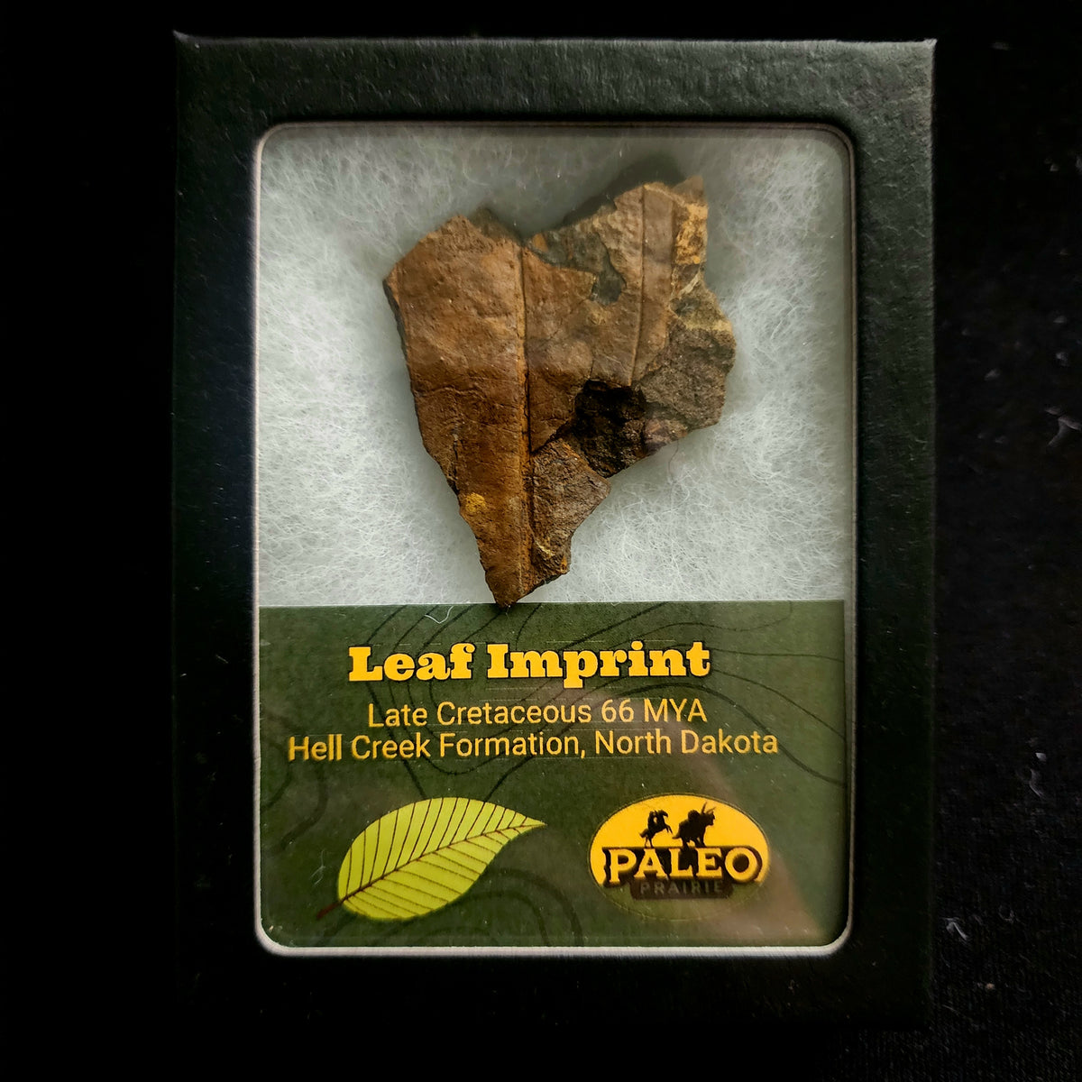 Leaf imprint fossil in stone from the Hell Creek Formation, North Dakota