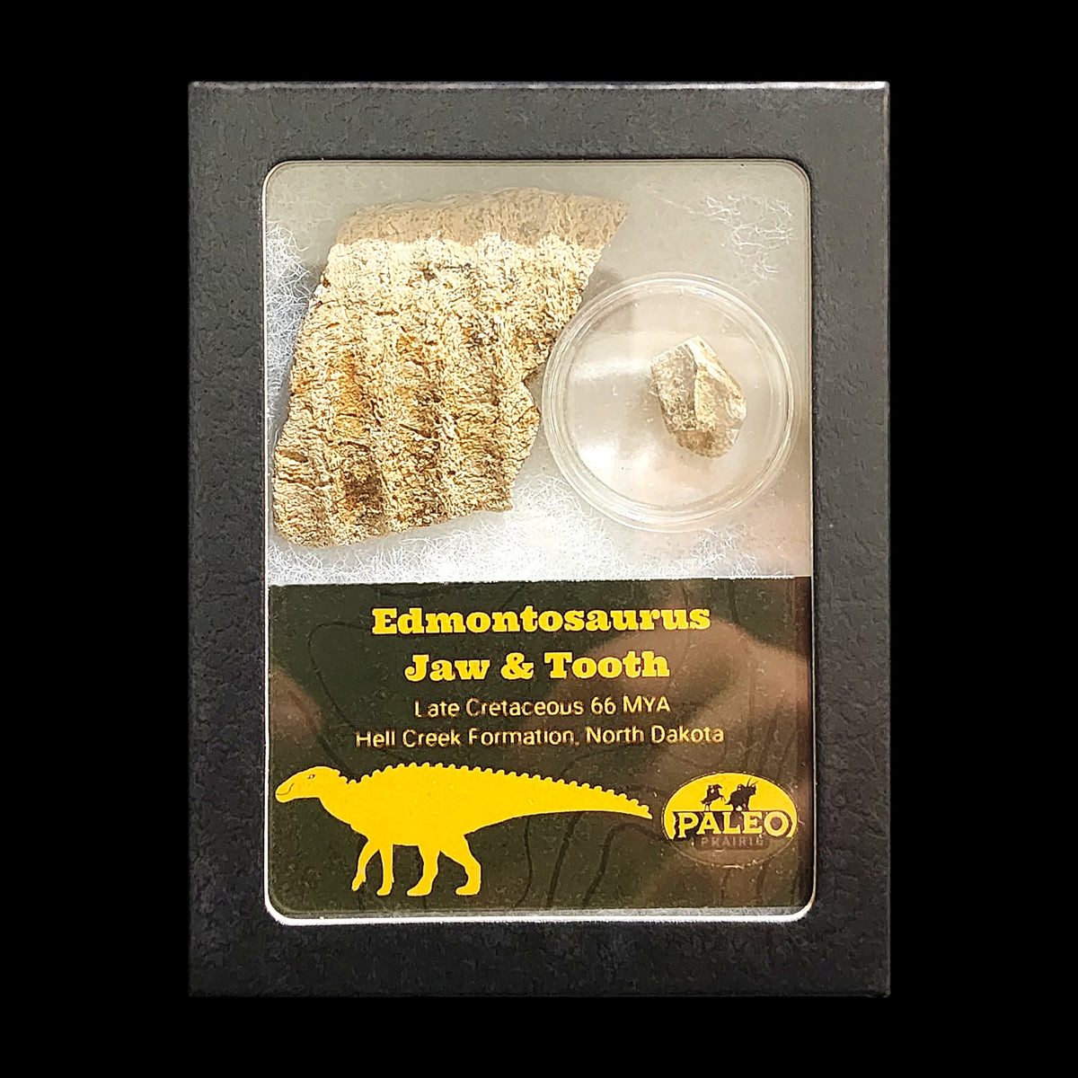 Large Edmontosaurus jaw fragment and tooth in a labeled Riker display box, Hell Creek Formation, North Dakota, 66 million years old