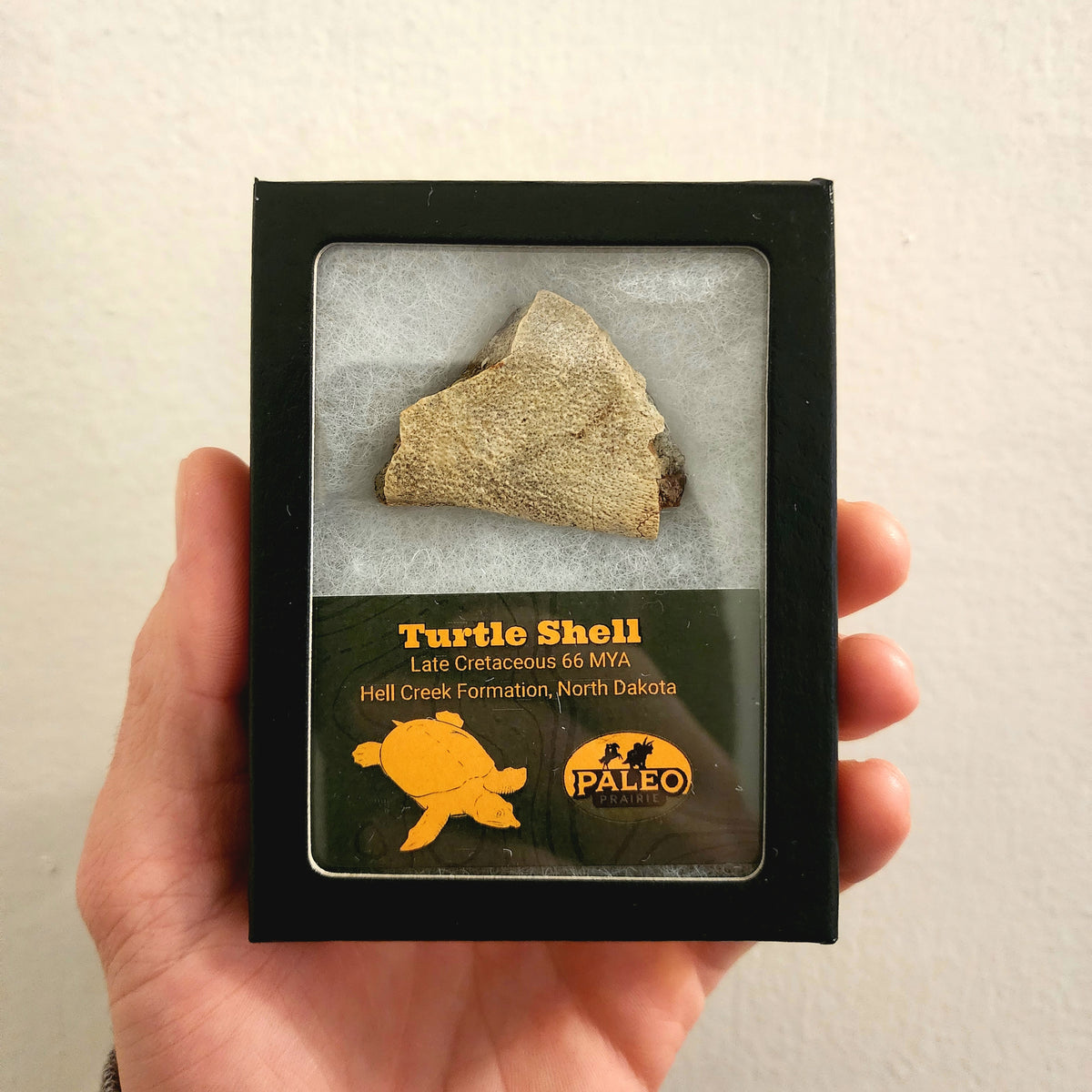 Paleo Prairie fossil turtle shell Riker box from the Hell Creek Formation, North Dakota