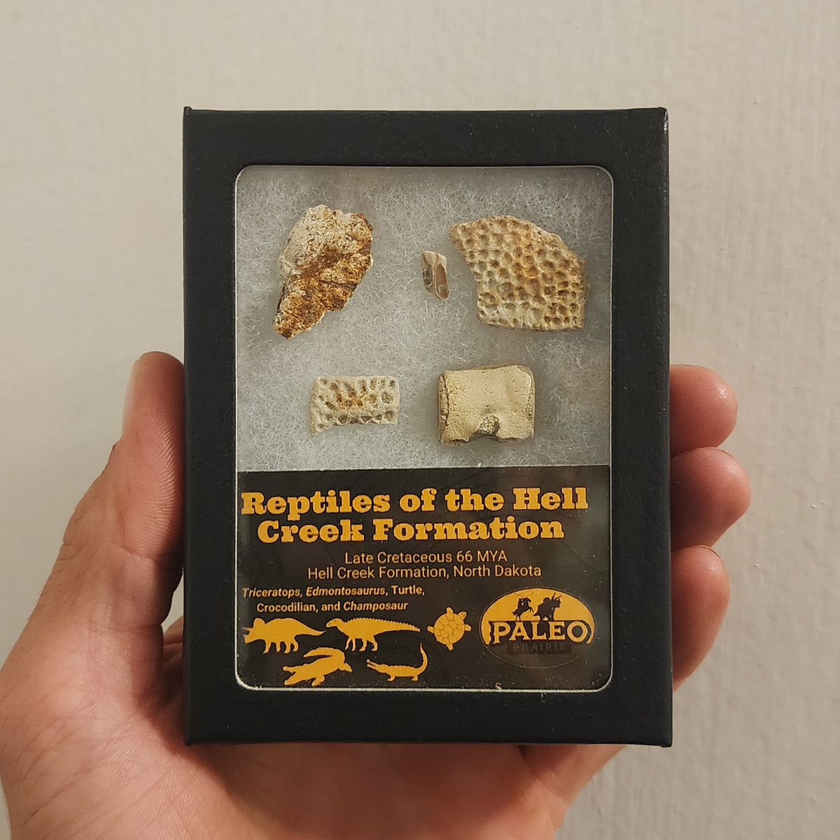 Dinosaur and crocodilian fossils from North Dakota's Hell Creek Formation