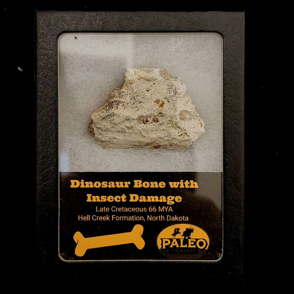 Dinosaur bone fragment with insect damage, Specimen A, Hell Creek Formation