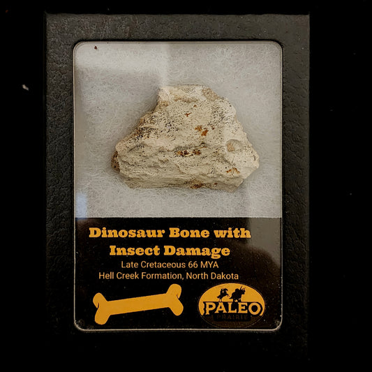 Dinosaur bone fragment with insect damage, Specimen A, Hell Creek Formation