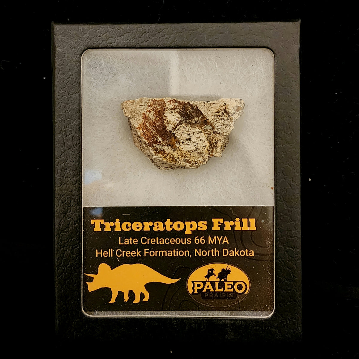 Triceratops frill fragment, 1¾ inch, Hell Creek Formation
