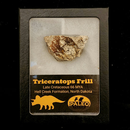 Triceratops frill fragment, 1¾ inch, Hell Creek Formation