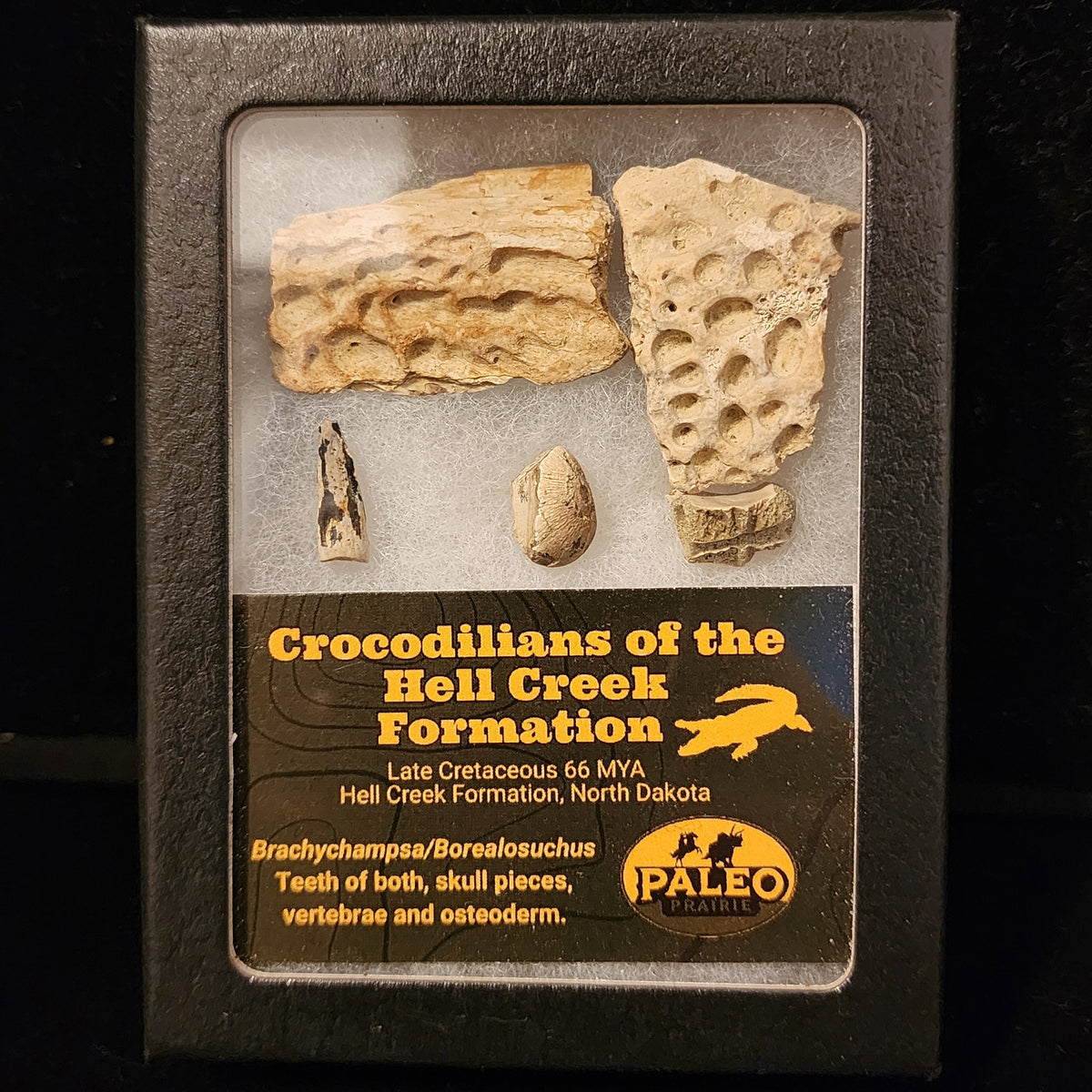 Crocodilian fossil set in a labeled Riker box: teeth, skull, vertebra and armor plate from the Hell Creek Formation, North Dakota
