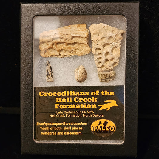Crocodilian fossil set in a labeled Riker box: teeth, skull, vertebra and armor plate from the Hell Creek Formation, North Dakota