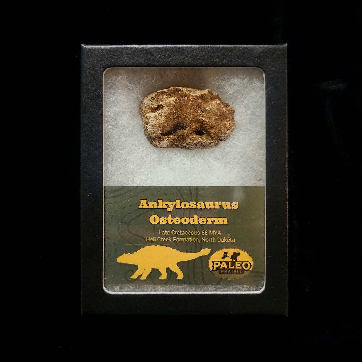 Ankylosaurus osteoderm fossil in a labeled Riker box, Hell Creek Formation, North Dakota