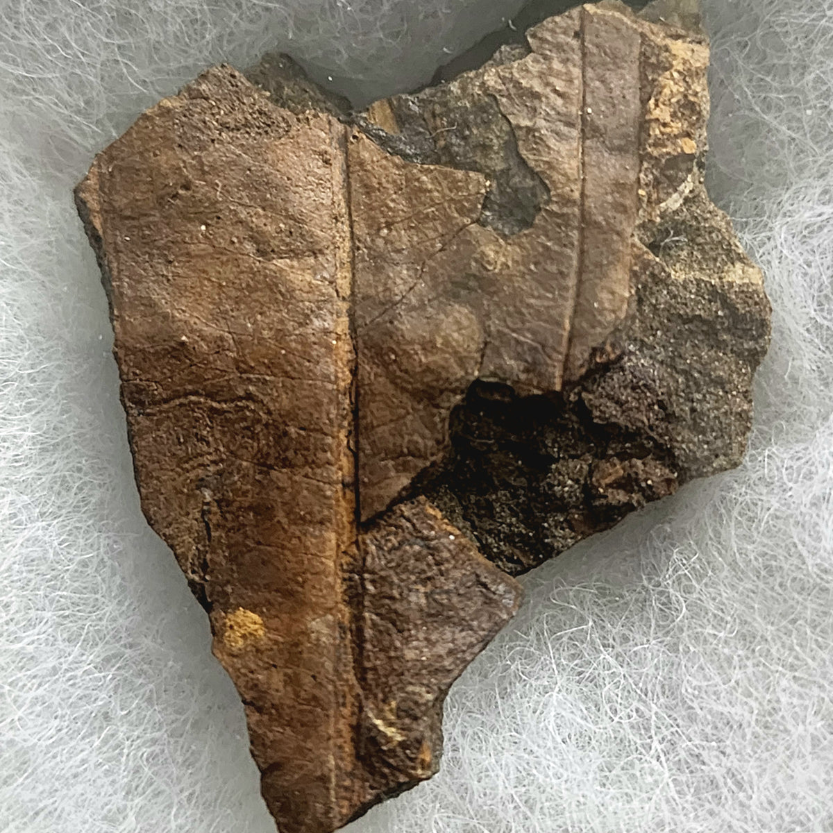 Late Cretaceous fossil leaf impression, 66 million years old
