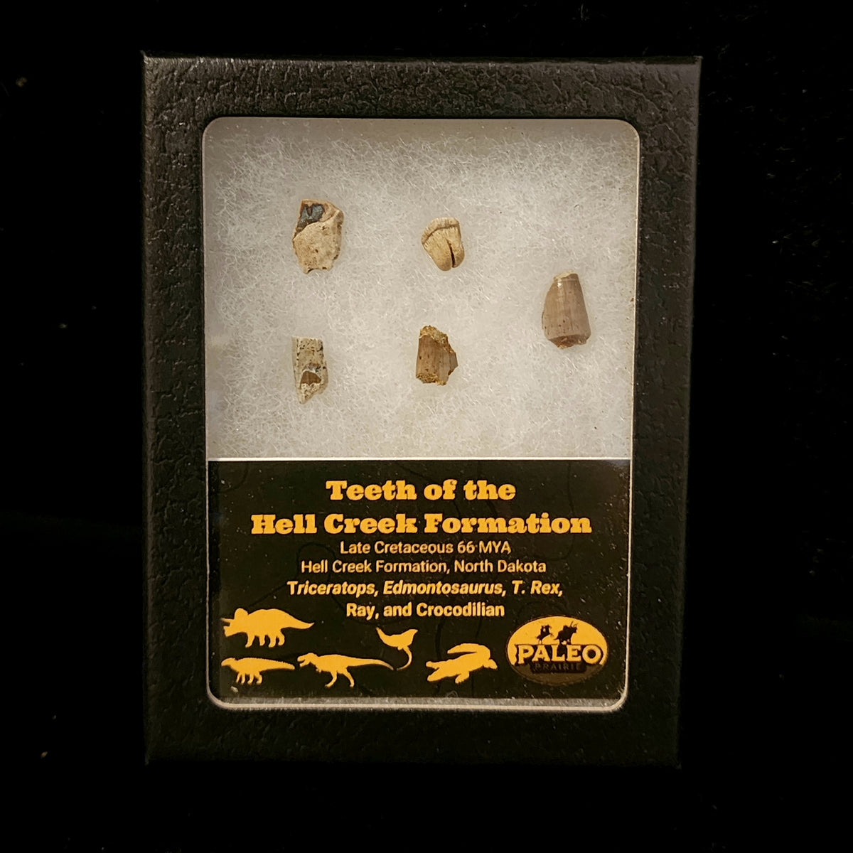 Teeth of the Hell Creek Formation fossil set