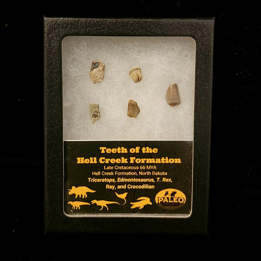 Teeth of the Hell Creek Formation fossil set
