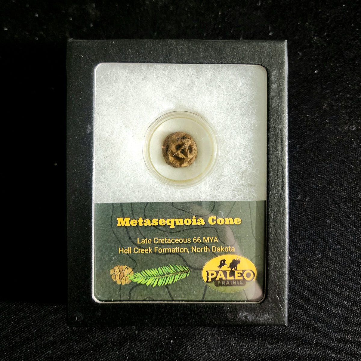 Fossil Metasequoia dawn redwood cone from the Hell Creek Formation