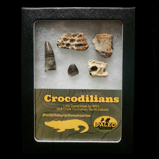 Crocodilian fossil set in a labeled Riker box: teeth, skull, vertebra and armor plate from the Hell Creek Formation, North Dakota