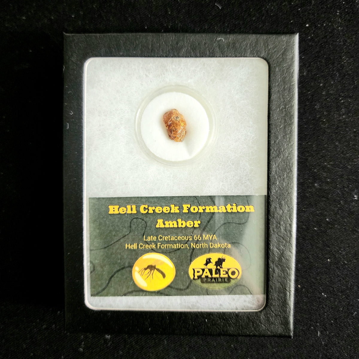 Fossil amber chip in a round capsule inside a labeled Riker display box, Hell Creek Formation, North Dakota, 66 million years old