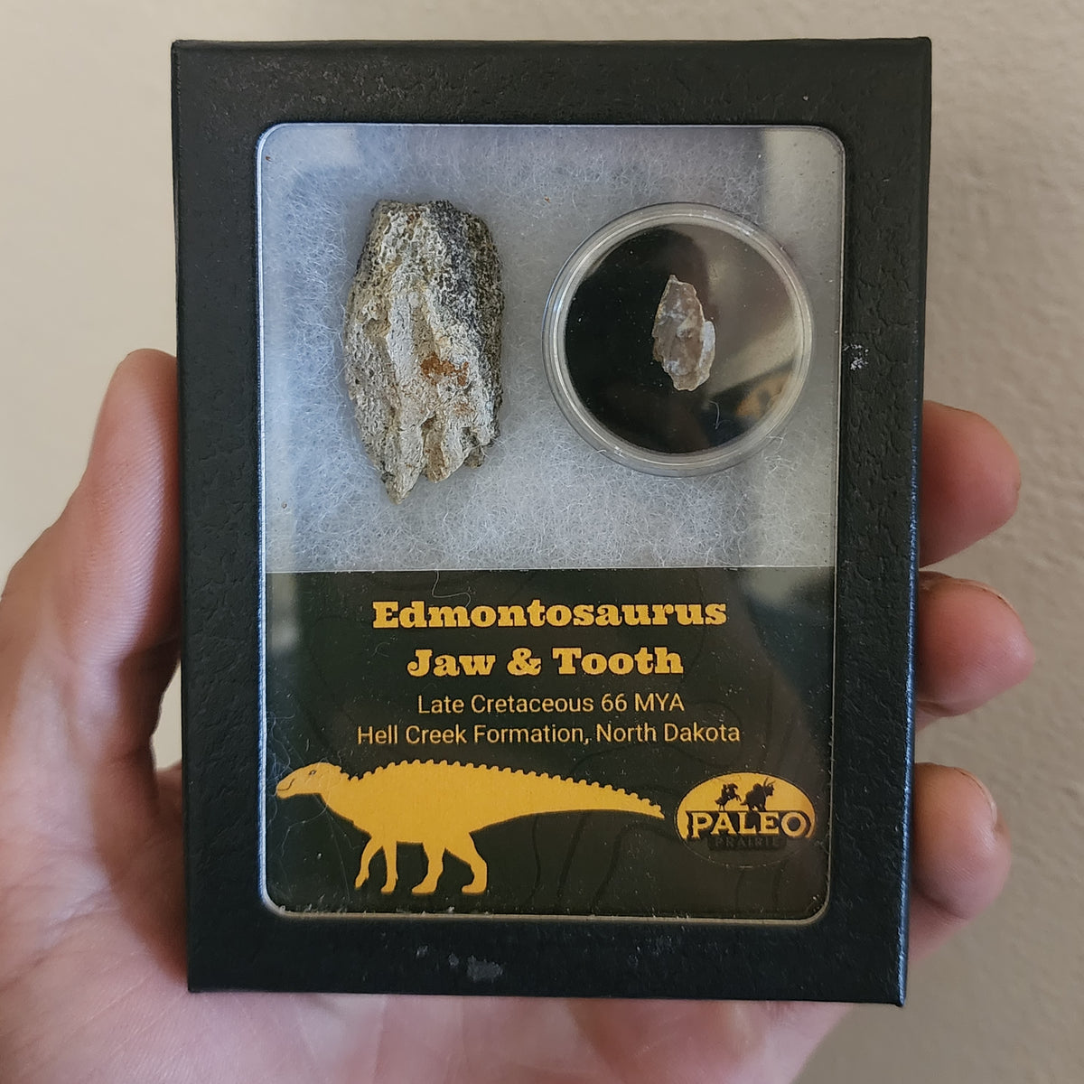 Paleo Prairie Edmontosaurus jaw and tooth Riker box from the Hell Creek Formation, North Dakota