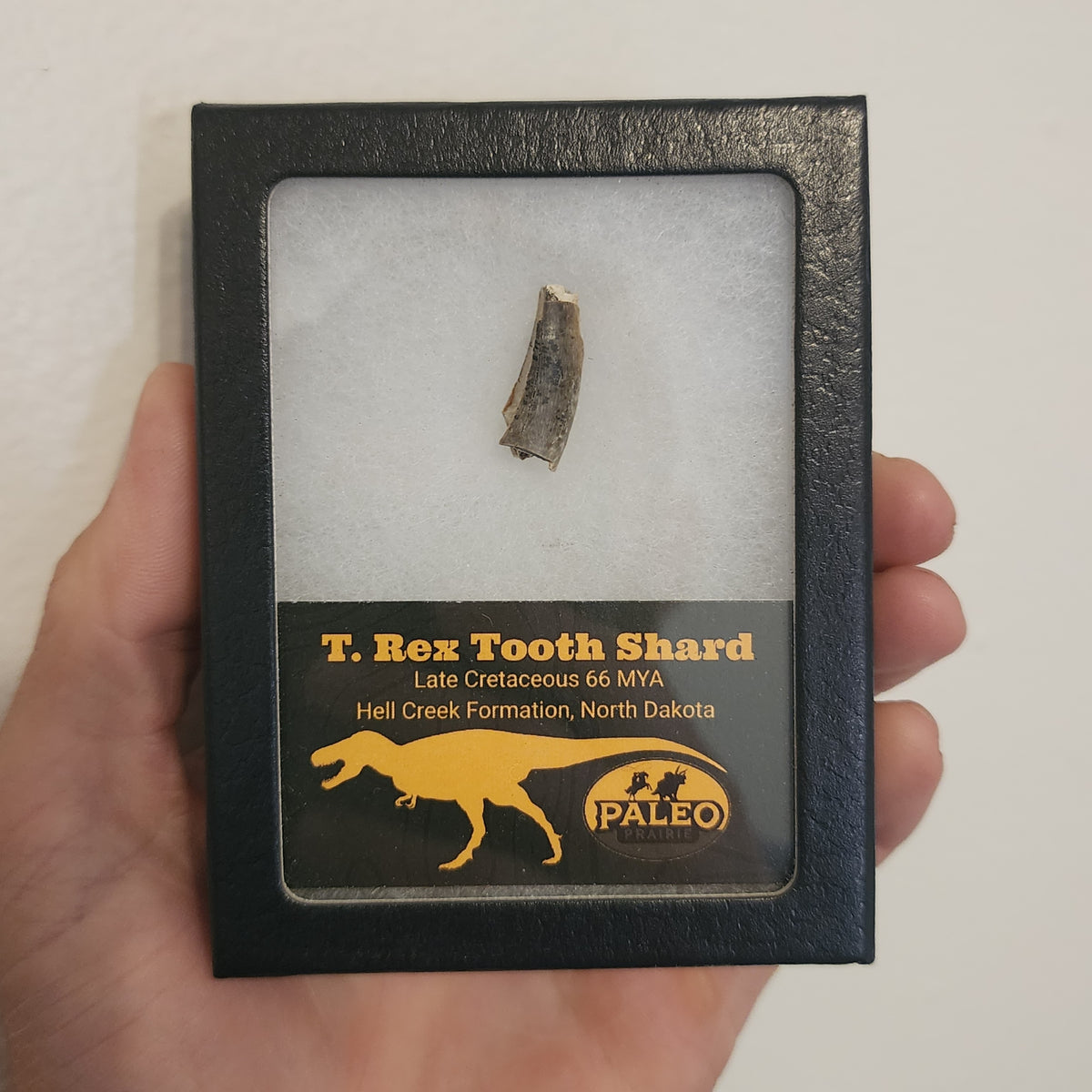 Serrated T. rex tooth shard, 7/8 inch, from the Hell Creek Formation, North Dakota