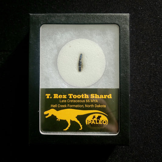 Example T. rex tooth fragment in a labeled Riker box, Hell Creek Formation, North Dakota