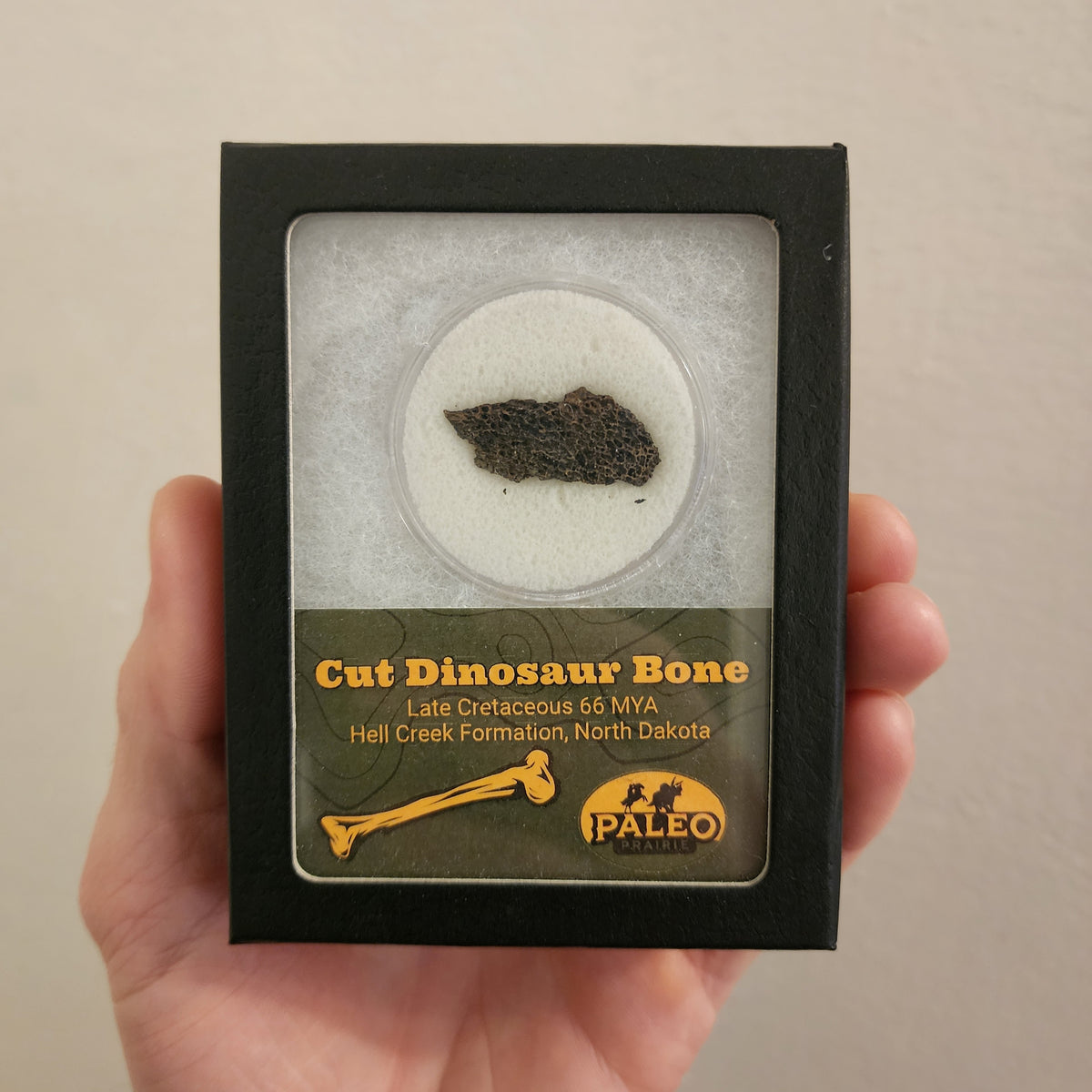 Polished cross-section of dinosaur bone with marrow and bone texture