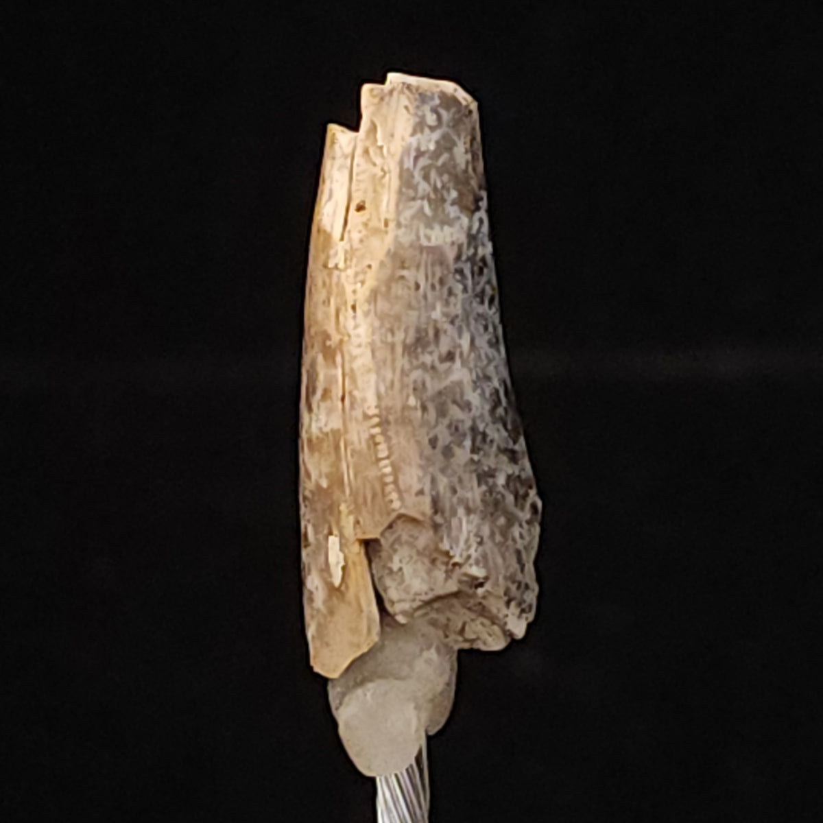 Paleo Prairie serrated T. rex tooth shard Riker box, Hell Creek Formation, 66 MYA