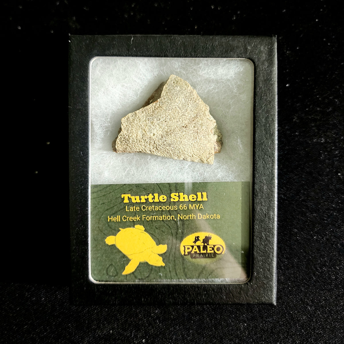 Fossil turtle shell fragment in a labeled Riker display box, Hell Creek Formation, North Dakota, 66 million years old