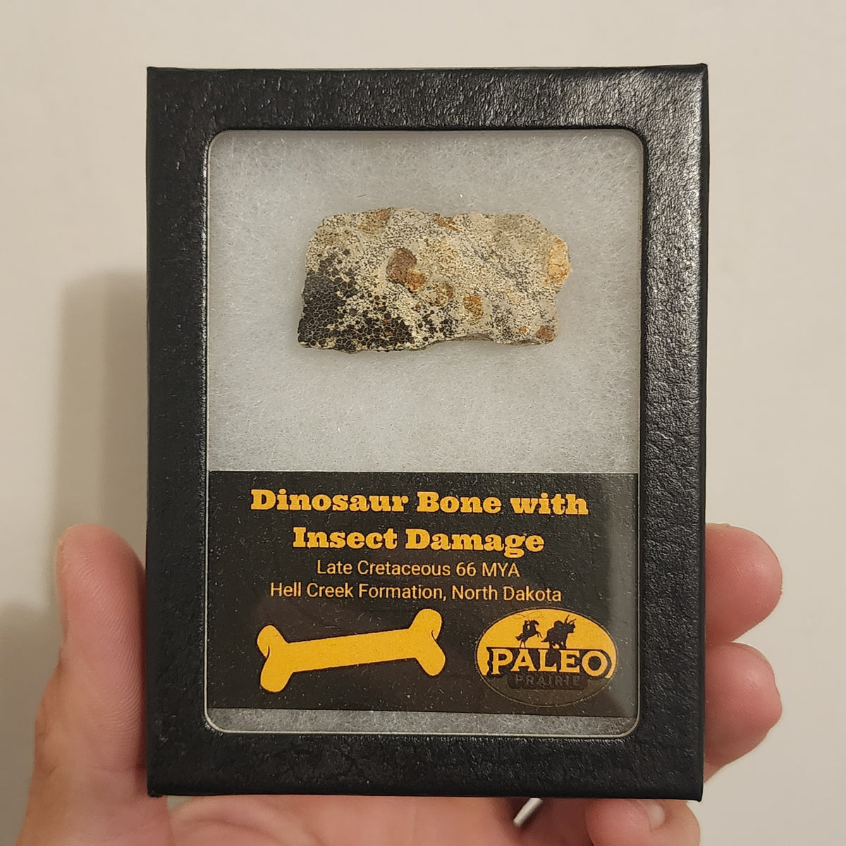 Close view of insect tunnels and bite marks on a Hell Creek dinosaur bone, Specimen B
