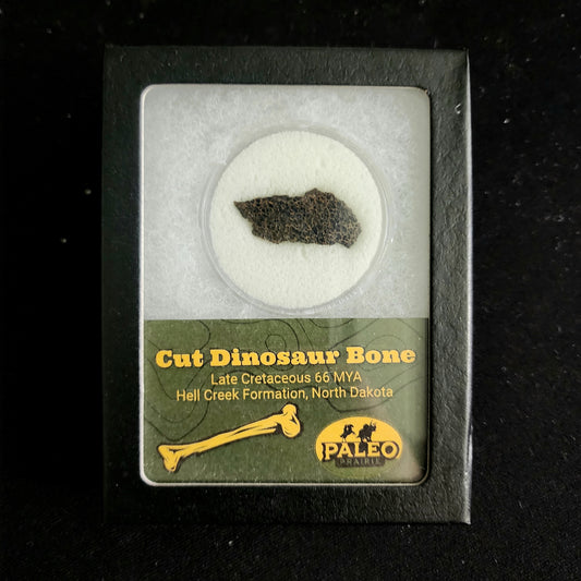Cut dinosaur bone from the Hell Creek Formation showing internal structure
