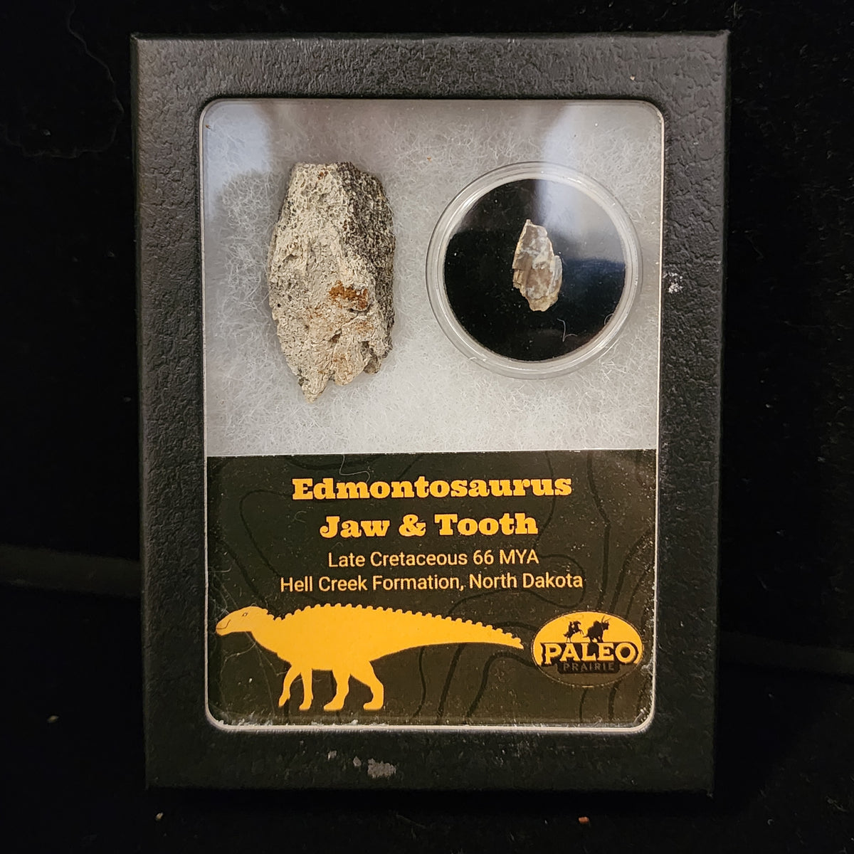 Edmontosaurus jaw fragment and tooth in a labeled Riker display box, Hell Creek Formation, North Dakota, 66 million years old
