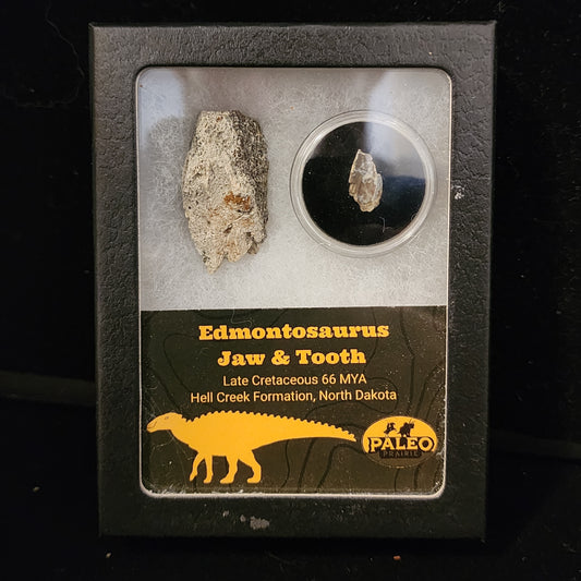 Edmontosaurus jaw fragment and tooth in a labeled Riker display box, Hell Creek Formation, North Dakota, 66 million years old