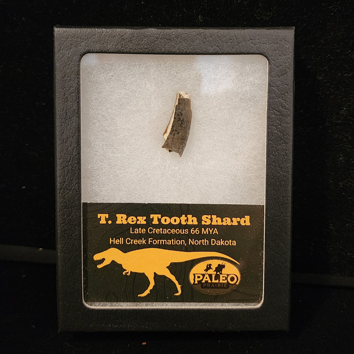 T. rex tooth shard with visible serrations in a labeled Riker display box, Hell Creek Formation, North Dakota
