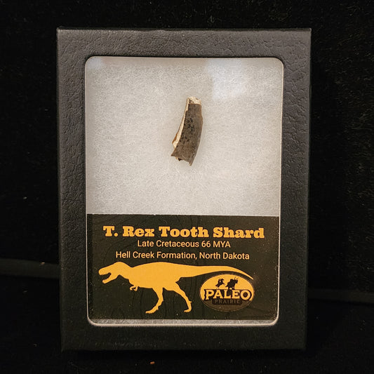 T. rex tooth shard with visible serrations in a labeled Riker display box, Hell Creek Formation, North Dakota