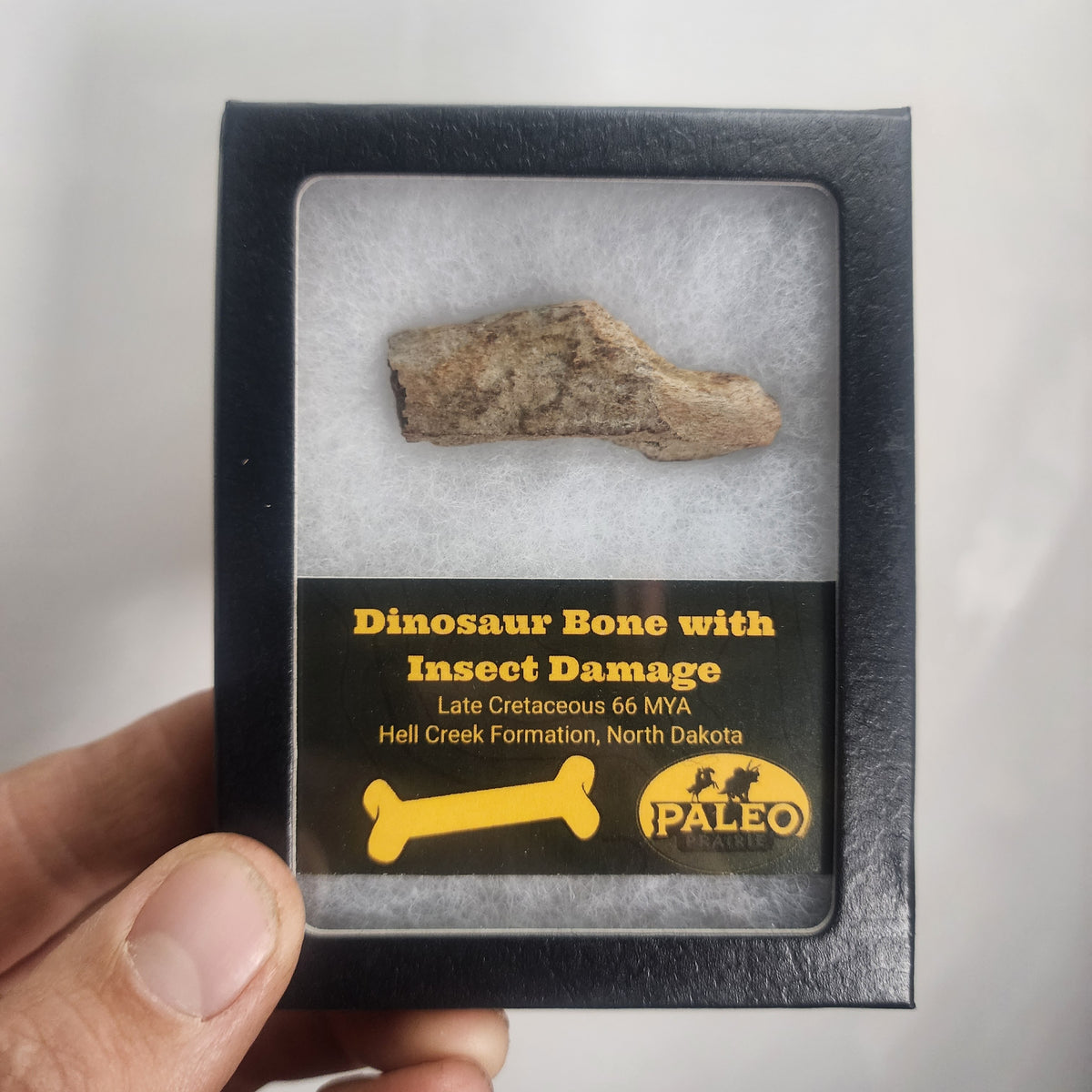 Close view of insect tunnels and bite marks on a Hell Creek dinosaur bone, Specimen C